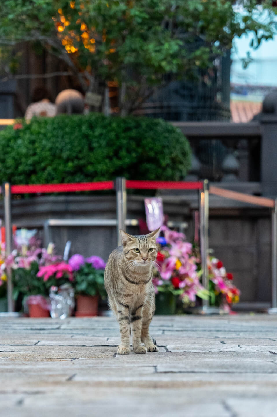 可愛い猫がお出迎え